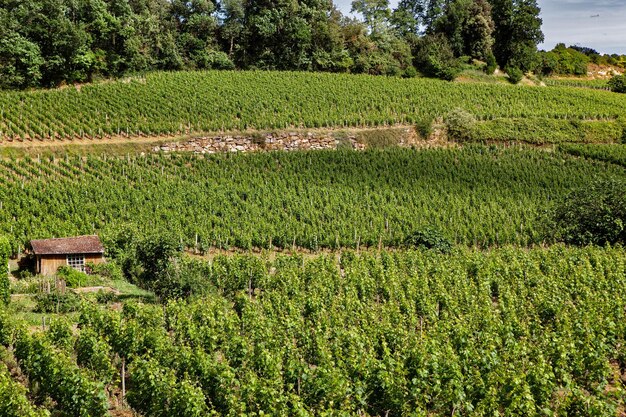 Wijngaarden op de heuvels bij Bordeaux