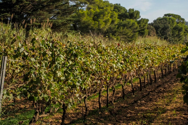 wijngaarden wijndruiven veld in porquerolles eiland frankrijk panorama landschap