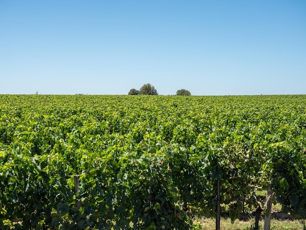 Wijngaardlandschap dichtbij Saint Emilion-gebied Bordeaux Frankrijk