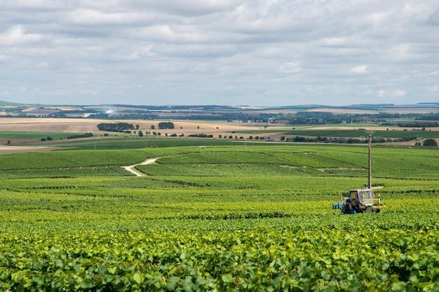 Wijngaardlandschap van Montagne de Reims, Frankrijk