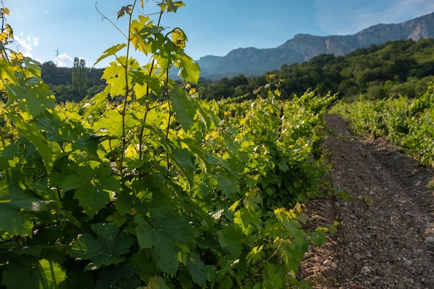 Wijnplantages in lange rijen op de bergen en heuvels