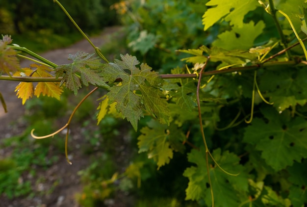 Wijnplantages in lange rijen op de bergen en heuvels