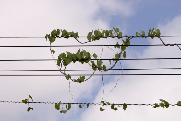 Wijnstok en kabel