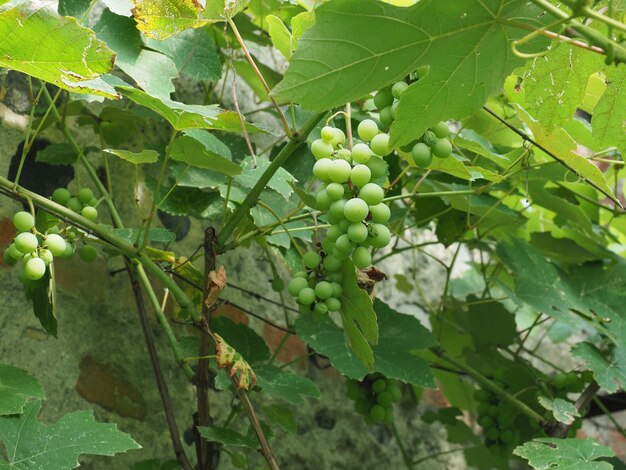 Wijnstokplant (Vitis vinifera)