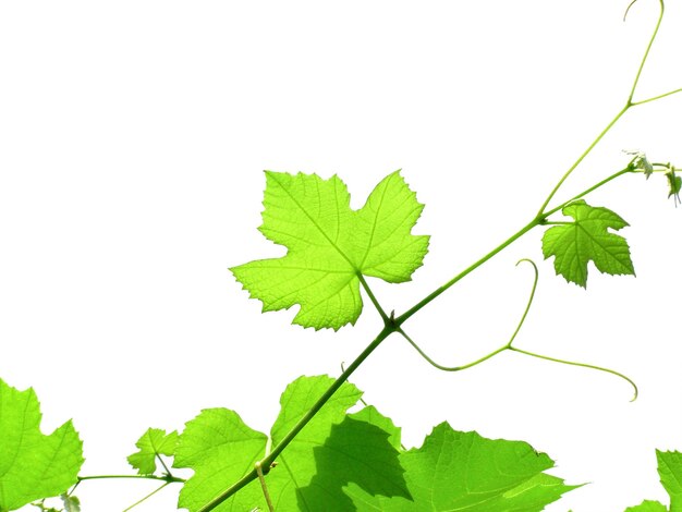 Wijnstokplant vitis vinifera