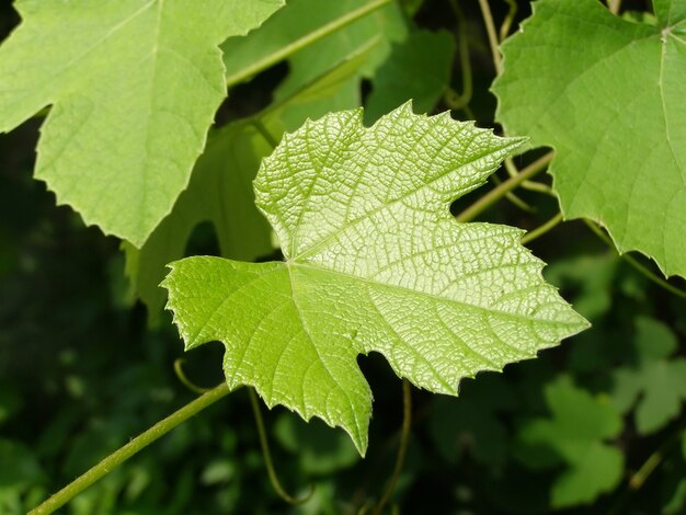 Wijnstokplant (Vitis vinifera)