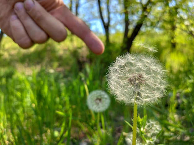 Wijst vinger op paardebloem in het gras