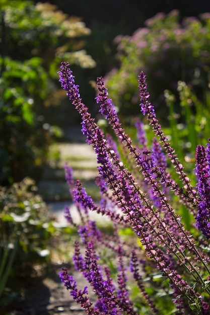 Wijze bloem in de zomer in de tuin