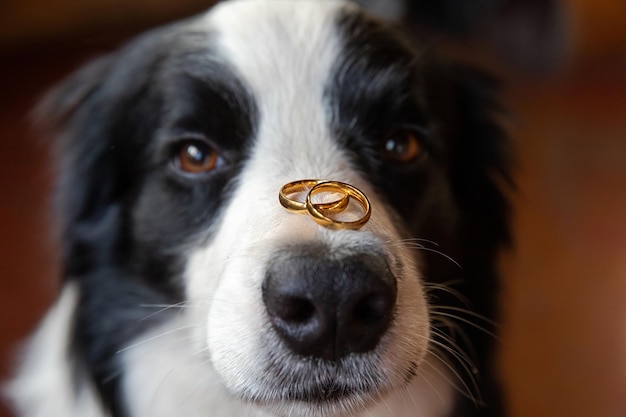 Wil je met me trouwen grappig portret van een schattige border collie van een puppyhond die twee gouden trouwringen vasthoudt?