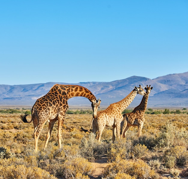 Wild Africa Shot van dieren in het wild in de Afrikaanse bush