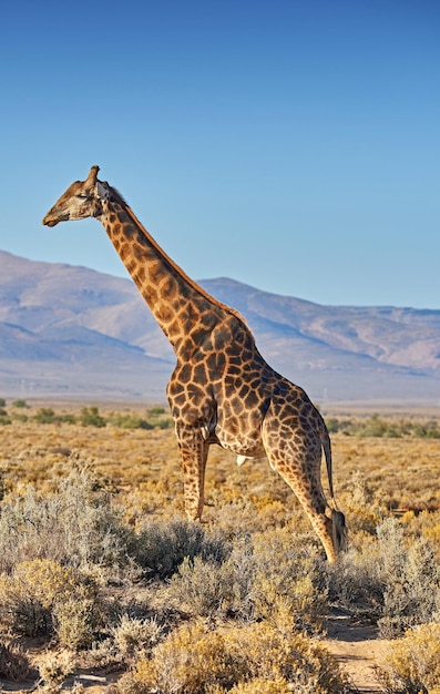 Wild Africa Shot of wildlife out in the african bush