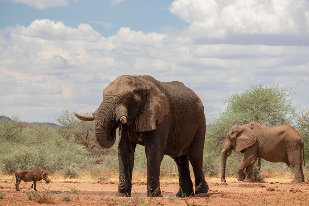 野生のアフリカの動物日が晴れた草原のアフリカのブッシュエレファントのクローズアップ