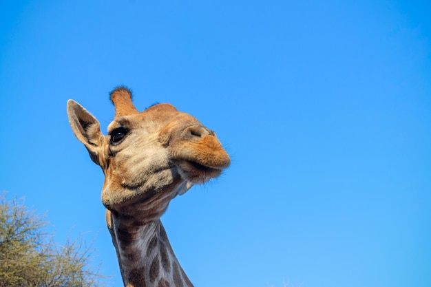 野生のアフリカの動物。夏の青い空に大きな一般的なナミビアのキリンのクローズアップ。