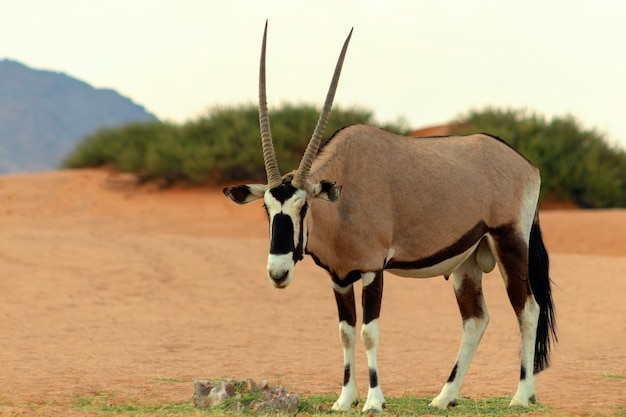 野生のアフリカの動物。孤独なオリックスがナミブ砂漠を歩く