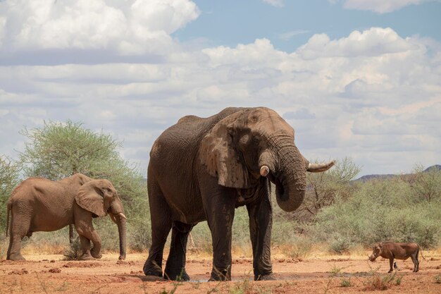 写真 野生のアフリカの動物 晴れた日の草原のアフリカのブッシュゾウ