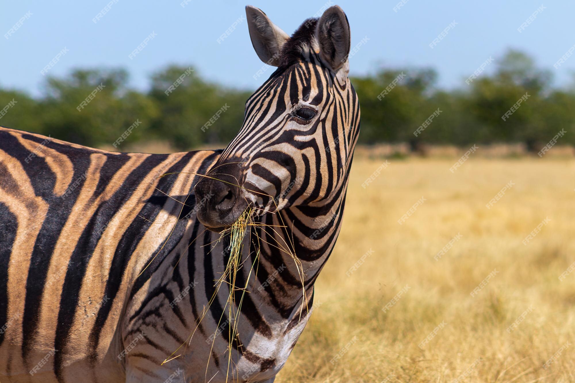 Premium Photo | Wild african animals. african mountain zebra standing in grassland. etosha national park. namibia Premium Photo | Wild african animals. african mountain zebra standing in grassland. etosha national park. namibia