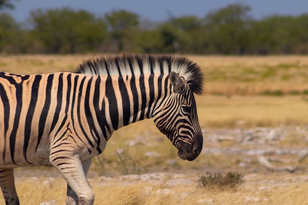 Wild african animals.  African Mountain Zebra standing  in grassland. Etosha National Park. Namibia