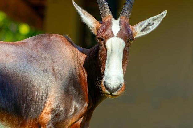 Wild african animals Bontebok is one of the rarest antelope in the world on the beautiful grassland Etosha National park