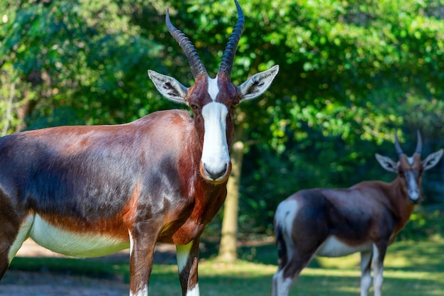 Premium Photo | Wild african animals bontebok is one of the rarest antelope in the world on the beautiful grassland etosha national park Premium Photo | Wild african animals bontebok is one of the rarest antelope in the world on the beautiful grassland etosha national park