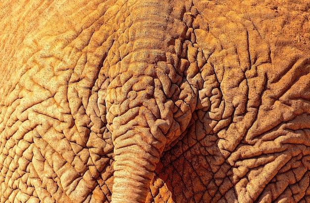 Wild african animals closeup of african bush elephant rear with\
part of the tail