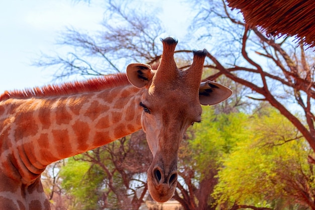 Wild african animals Closeup namibian giraffe The tallest living terrestrial animal and the largest ruminant
