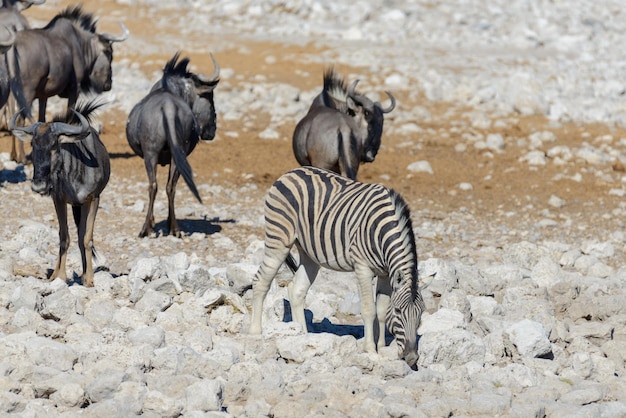 Фото Дикие африканские животные гну куду орикс спрингбок зебры пьют воду в водопое