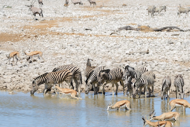 野生のアフリカの動物-ヌー、クーズー、オリックス、スプリングボック、シマウマの滝壺で水を飲む