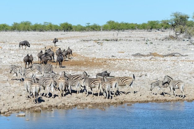 Wild african animals gnu kudu orix springbok zebras drinking water in waterhole