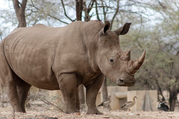 写真 野生のアフリカの動物 エトーシャ国立公園で放牧している雄雄の白サイの肖像画