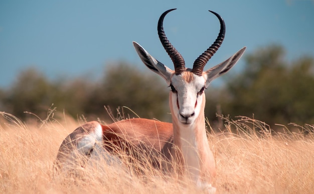 Wild african animals. The springbok (medium-sized antelope) in tall yellow grass. Etosha National park. Namibia