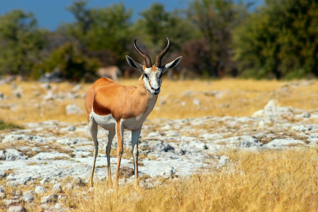 Wild african animals The springbok mediumsized antelope in tall yellow grass Etosha National park Namibia