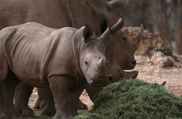 Wild african animals. Two  white Rhinos grazing in Etosha National park, Namibia.