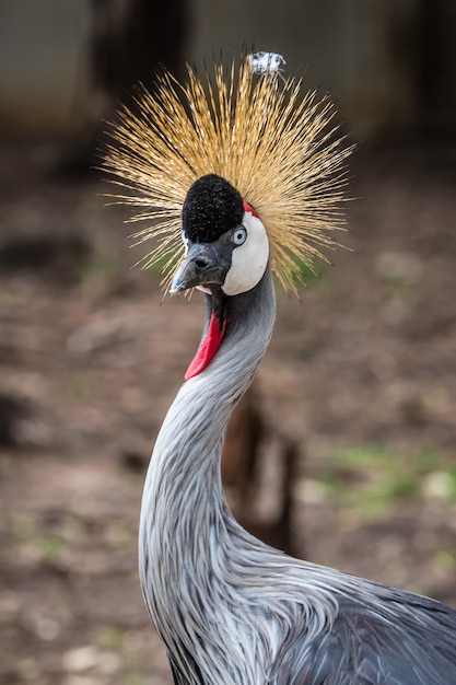 Photo wild african animals