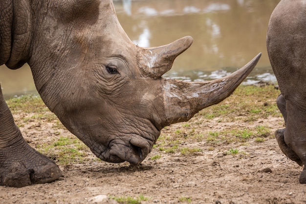 野生のアフリカ動物