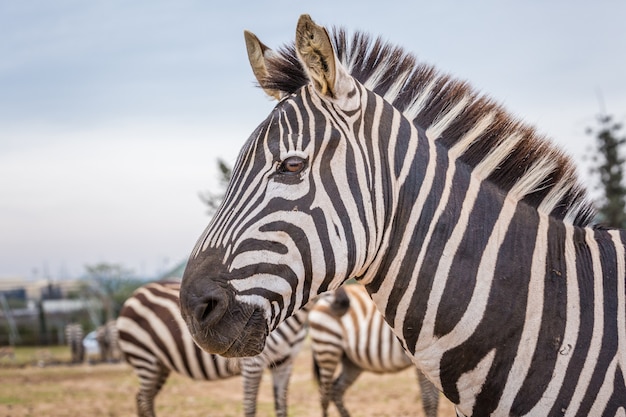 Wild african animals