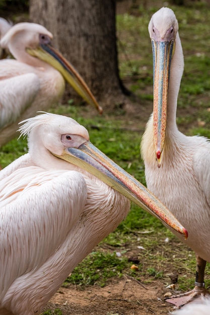 野生のアフリカ動物