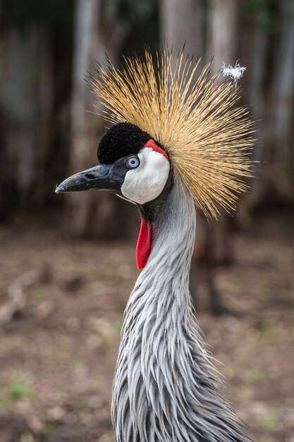 野生のアフリカ動物