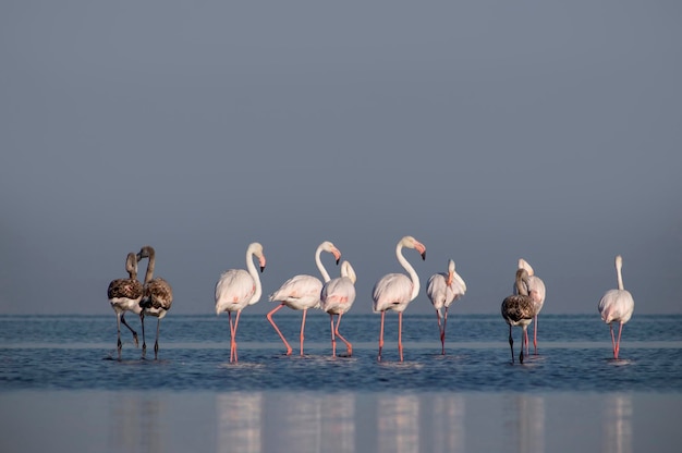 Wild african bird Flock of pink african flamingos walking around the blue lagoon on the background of bright sky on a sunny day