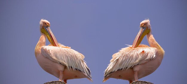 Primo piano degli uccelli africani selvaggi. grandi uccelli rosa pellicani namibiani contro un cielo blu brillante