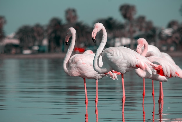 Wild african birds Group birds of pink african flamingos walking around the blue lagoon