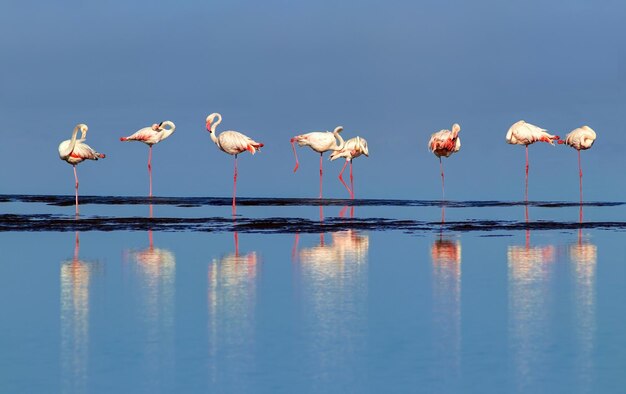 野生のアフリカの鳥ラグーンの周りを歩き、食べ物を探しているピンクのアフリカのフラミンゴのグループの鳥