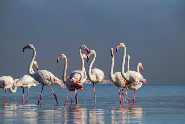 野生のアフリカの鳥。晴れた日に青いラグーンの周りを歩く白いアフリカのフラミンゴのグループの鳥