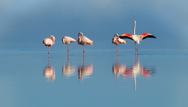 Wild african birds Group of pink african flamingos  walking around the lagoon and looking for food