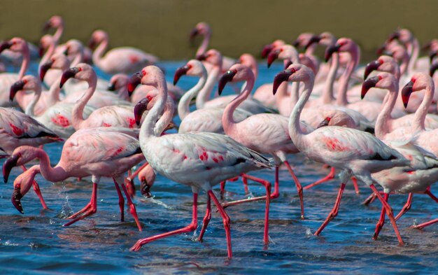 青いラグーンにピンクのフラミンゴの鳥のアフリカの野生の鳥のグループ