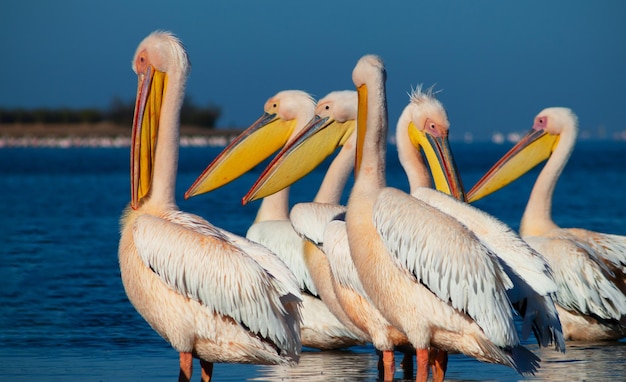 Wild african birds. A group of several large pink pelicans stand in the lagoon on a sunny day