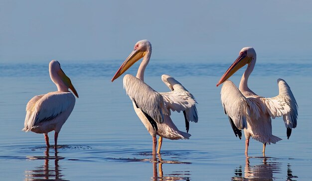 野生のアフリカの鳥晴れた日に、いくつかの大きなピンクのペリカンのグループがラグーンに立っています