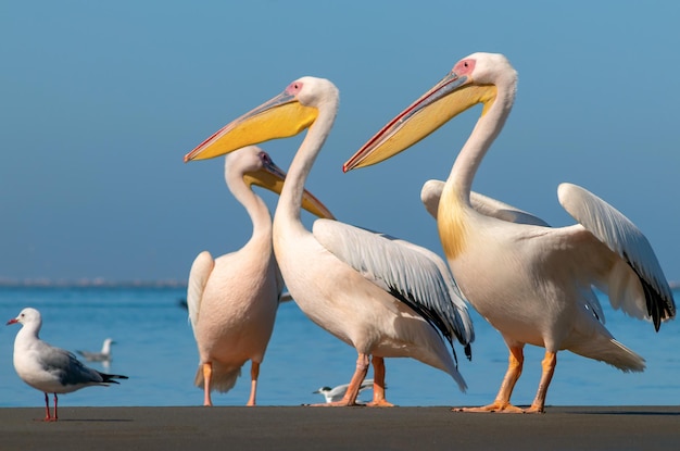 Wild african birds A group of several large pink pelicans stand in the lagoon on a sunny day