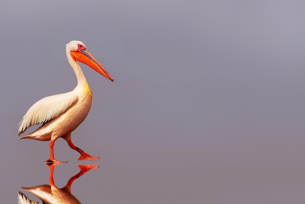 Wild african birds One large pink pelican and its reflection in the clear water of the lagoon