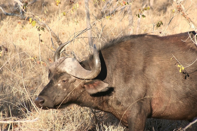 Дикий африканский буйвол пересекает улицу в парке Крюгера в Южной Африке