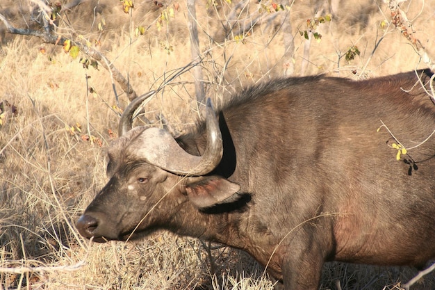 Wild african buffalo crossing a street in Kruger park South Africa